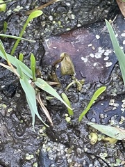 Lilaeopsis carolinensis