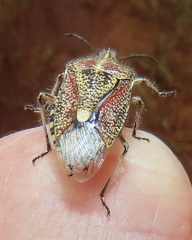 Agonoscelis erosa