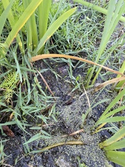 Lilaeopsis carolinensis