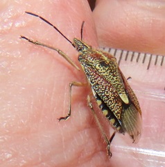 Agonoscelis erosa