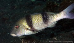 Parupeneus crassilabris