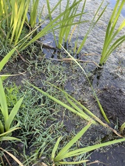 Lilaeopsis carolinensis