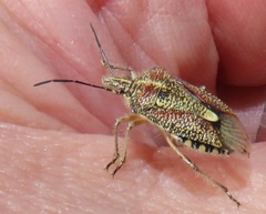 Agonoscelis erosa