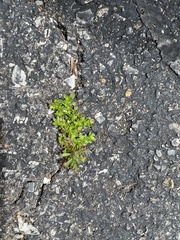 Pilea microphylla