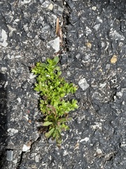 Pilea microphylla