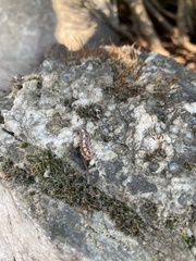 Acantholyda erythrocephala