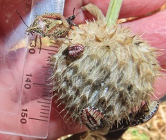 Agonoscelis erosa