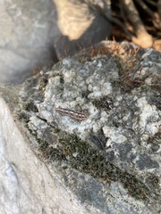 Acantholyda erythrocephala