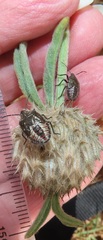 Agonoscelis erosa