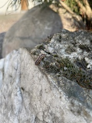 Acantholyda erythrocephala