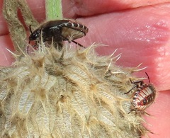 Agonoscelis erosa