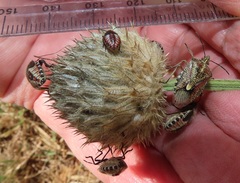 Agonoscelis erosa