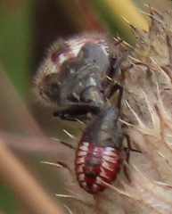 Agonoscelis erosa