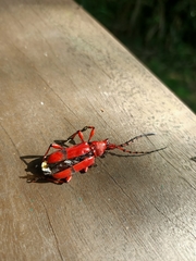 Dicelosternus corallinus