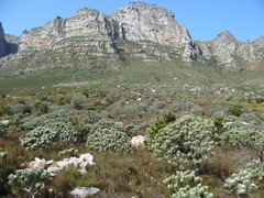 Leucospermum conocarpodendron conocarpodendron