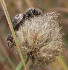 Agonoscelis erosa