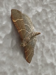 Hypsopygia glaucinalis