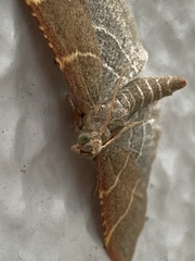 Hypsopygia glaucinalis