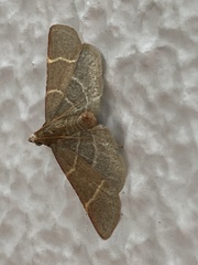 Hypsopygia glaucinalis