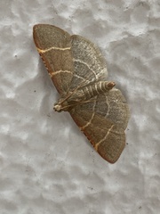 Hypsopygia glaucinalis