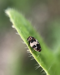 Anthrenus pimpinellae