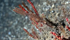 Solenostomus cyanopterus