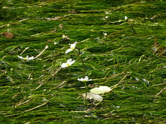 Ranunculus fluitans