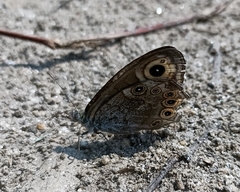 Lasiommata schakra