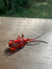 Dicelosternus corallinus