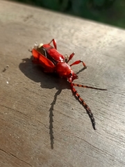 Dicelosternus corallinus