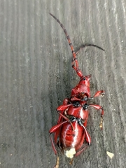 Dicelosternus corallinus