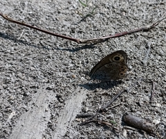 Lasiommata schakra