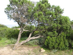 Hakea drupacea