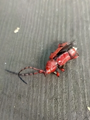 Dicelosternus corallinus