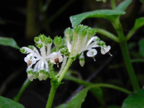 Argostemma borragineum