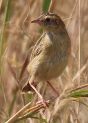 Cisticola juncidis