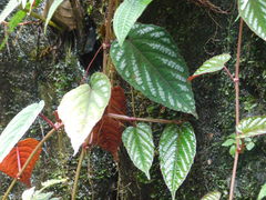 Cissus discolor