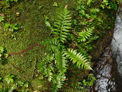 Trigonospora calcarata