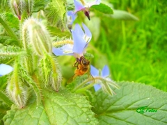 Apis mellifera