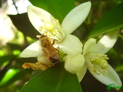 Apis mellifera