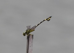 Sinictinogomphus clavatus