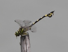 Sinictinogomphus clavatus