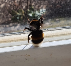 Bombus