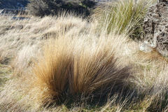 Festuca novae-zelandiae