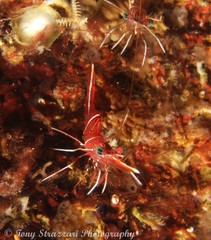 Rhynchocinetes durbanensis