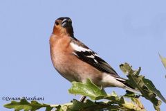 Fringilla coelebs