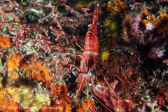 Rhynchocinetes durbanensis