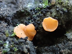 Pulvinula archeri