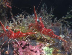 Rhynchocinetes durbanensis