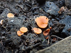 Pulvinula archeri